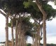 Regolamento del verde: focus sui pini di Roma