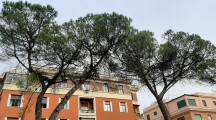 Pineta di Villa Massimo: a rischio la sopravvivenza dei pini rimasti. Segnalazione dei cittadini