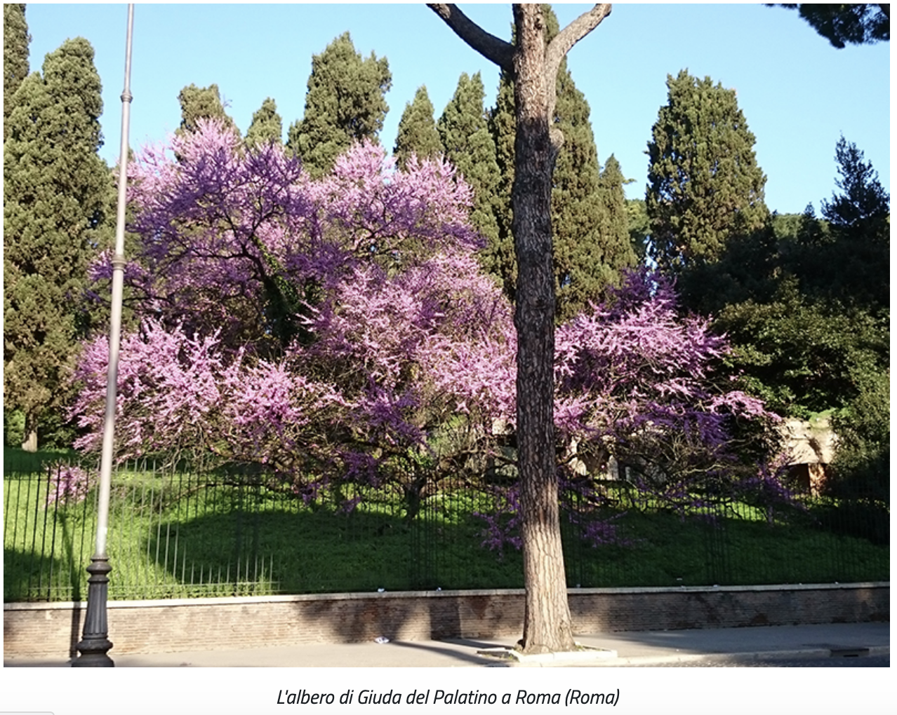 L'albero di Giuda del Palatino a Roma (Roma) dals ito min pol agricole