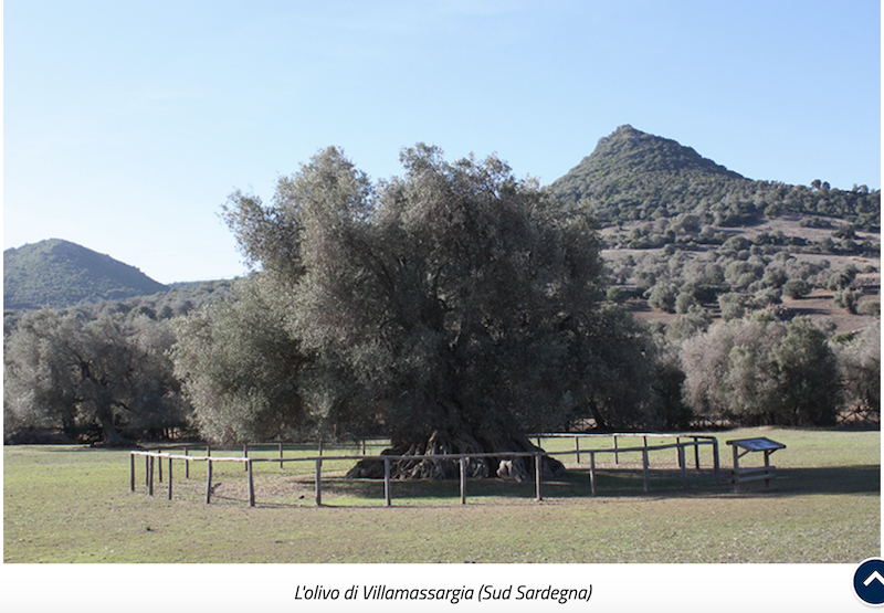 L'olivo di Villamassargia (Sud Sardegna) dal sito min pol agricole